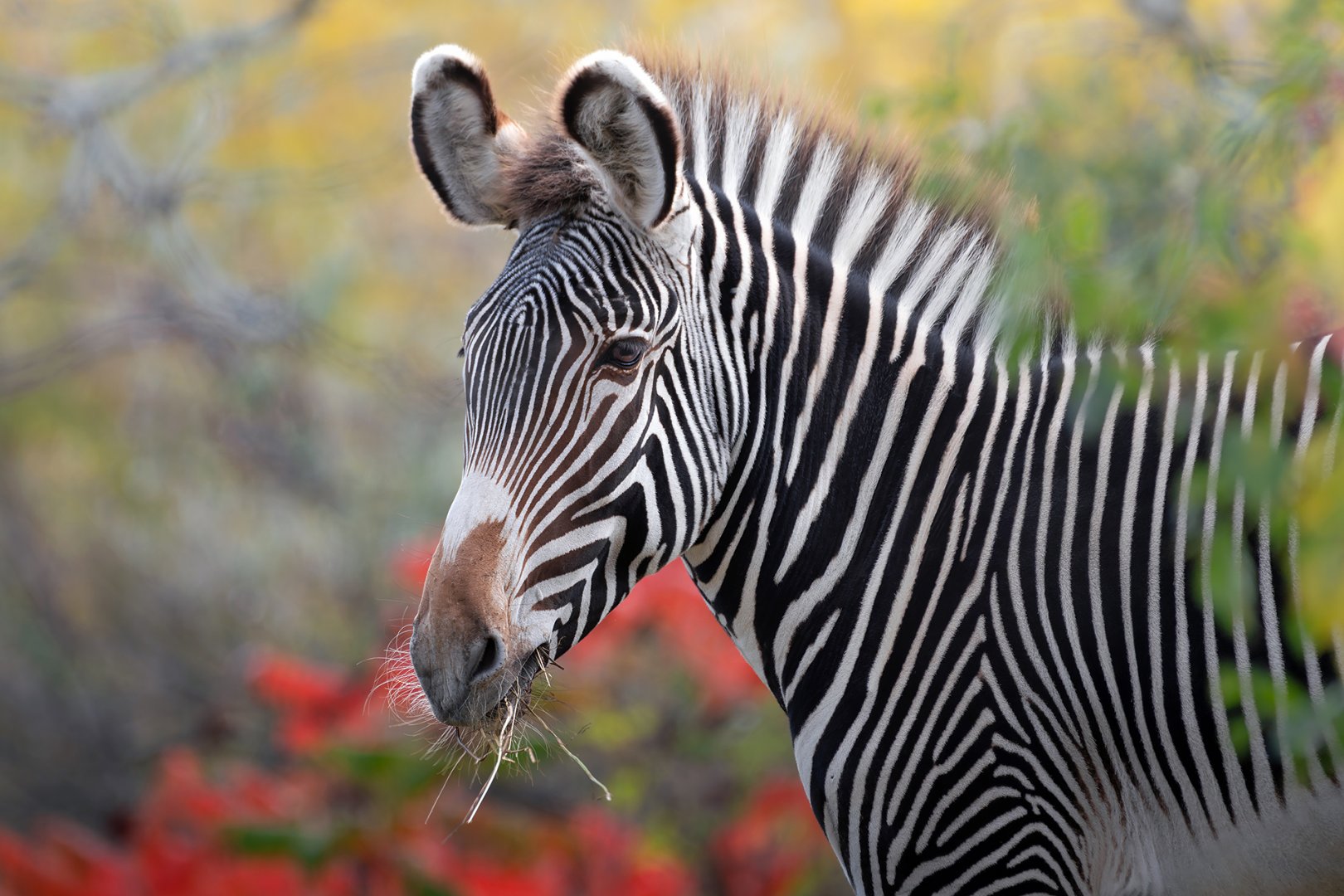 Grévy's zebra
