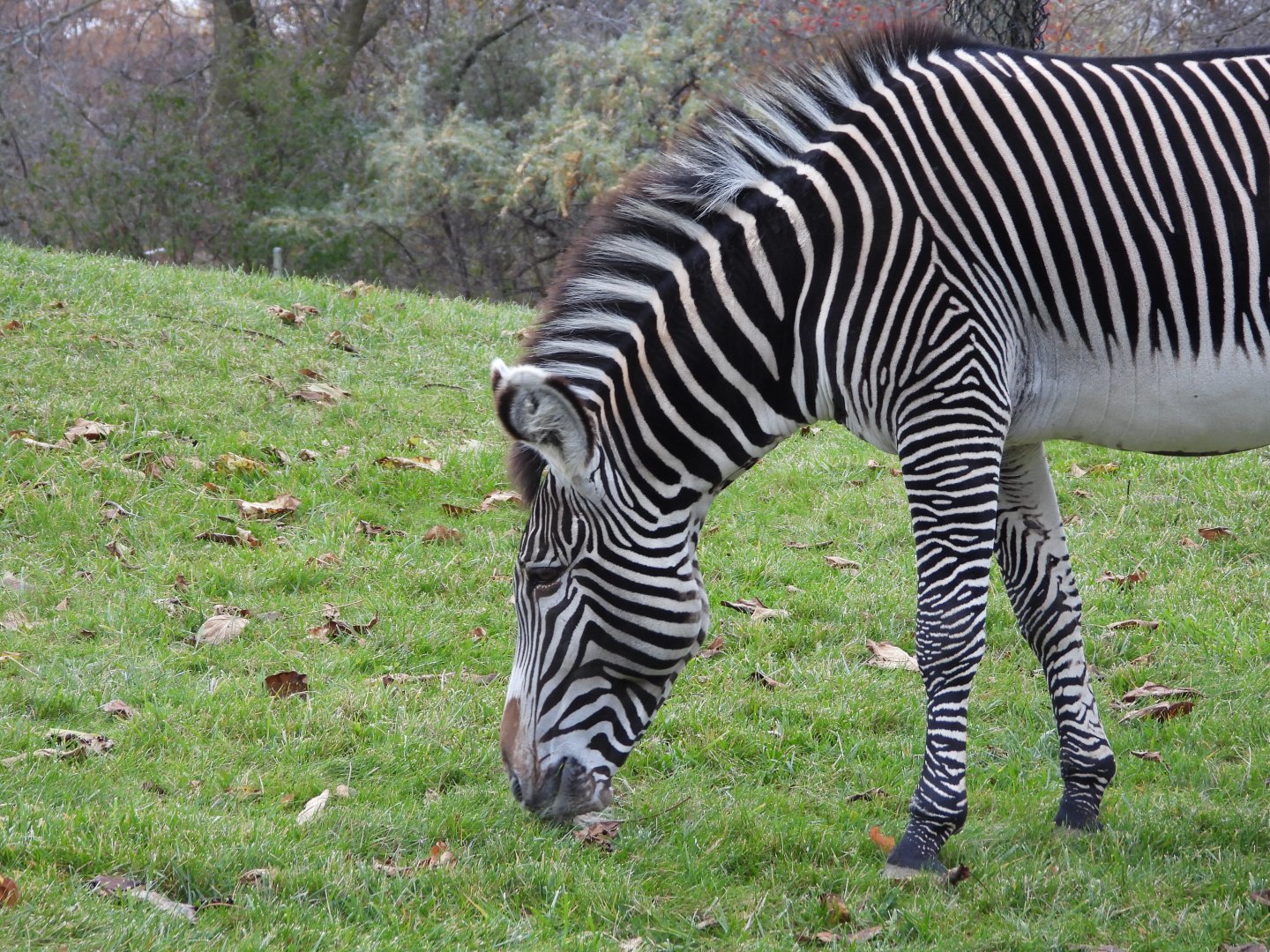 Grevy's zebra