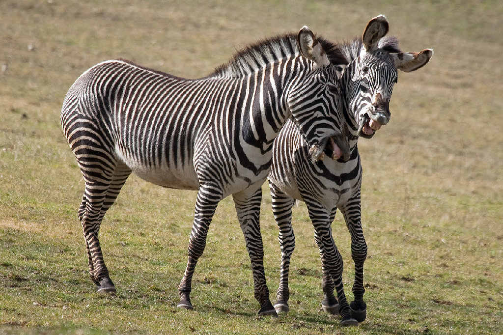 Grévy's Zebra