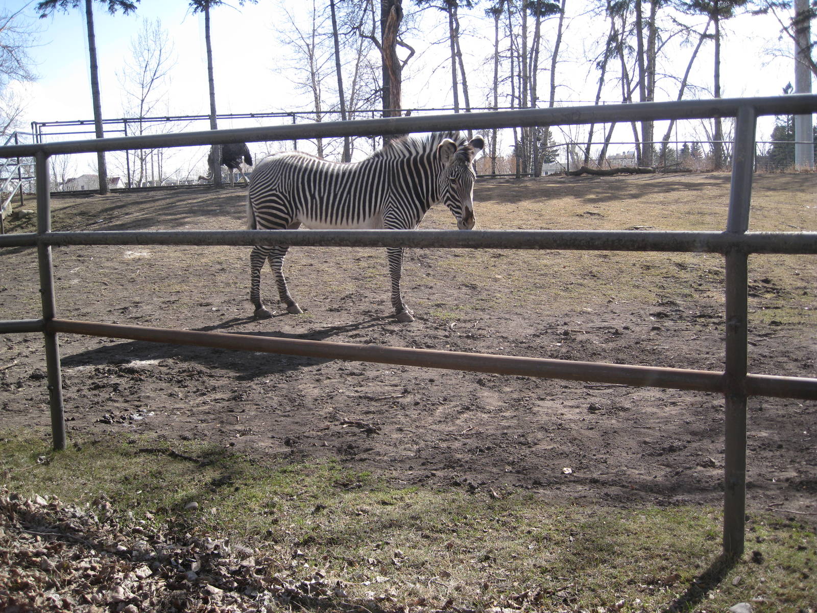 Grévy's Zebra