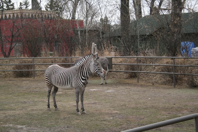 Grévy's Zebra