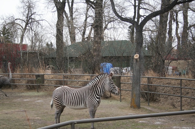 Grévy's Zebra