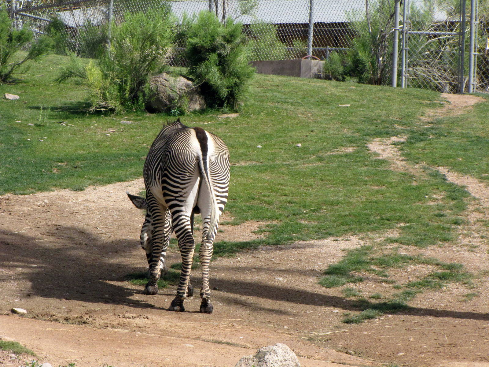 Grevy's Zebra
