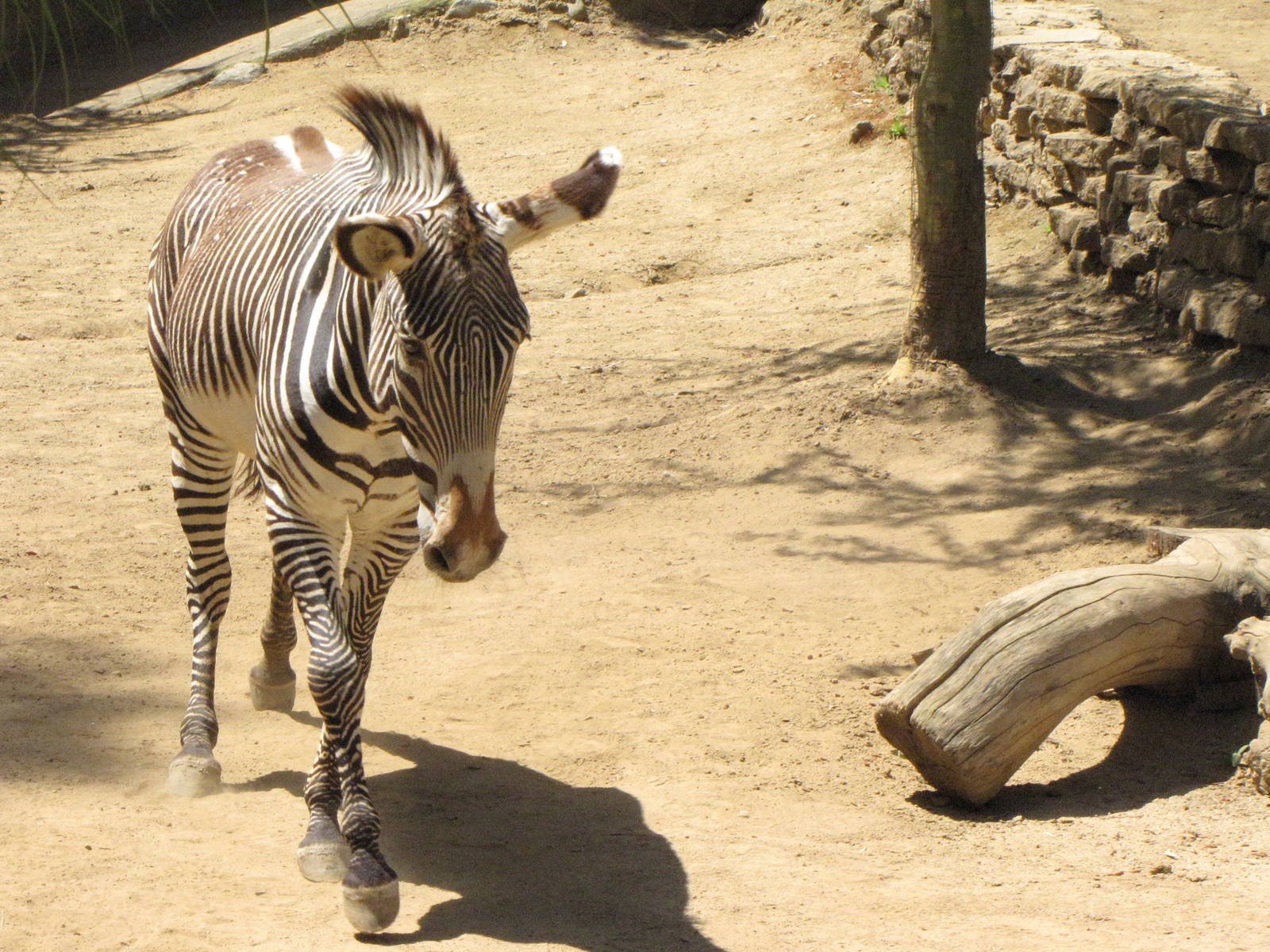 Grevy's Zebra