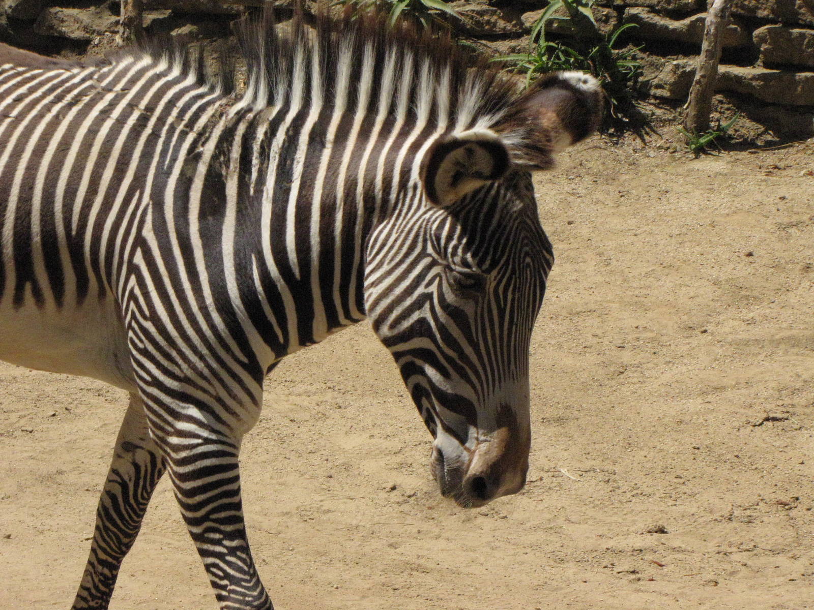 Grevy's Zebra