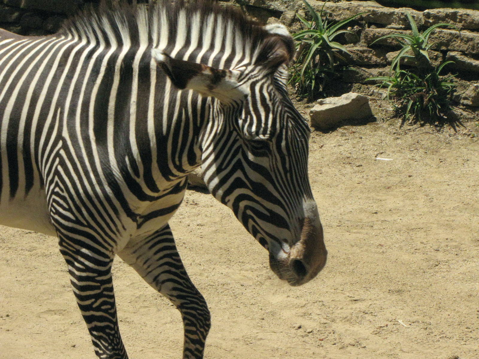 Grevy's Zebra