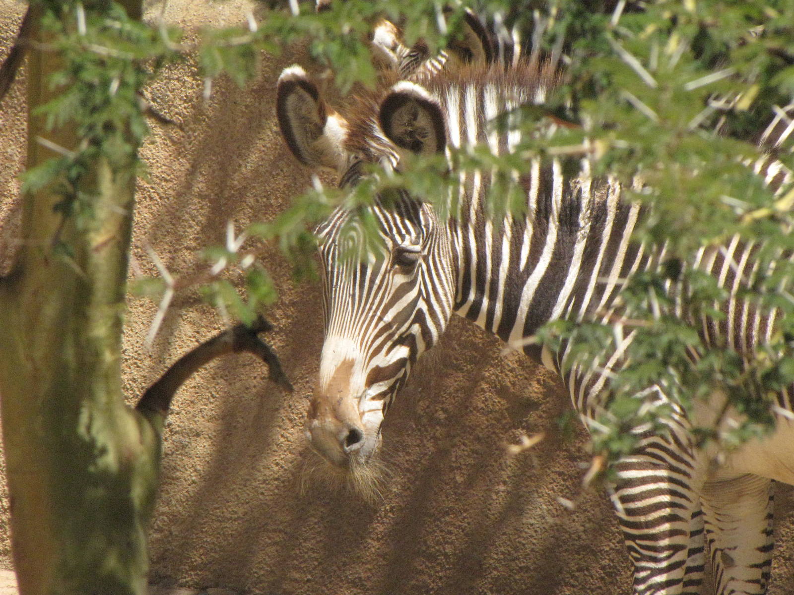 Grevy's Zebra