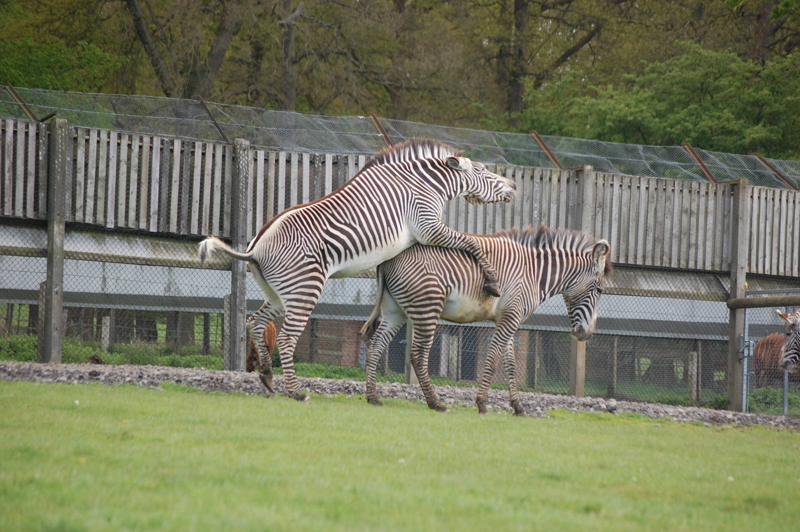 Grévy's Zebra