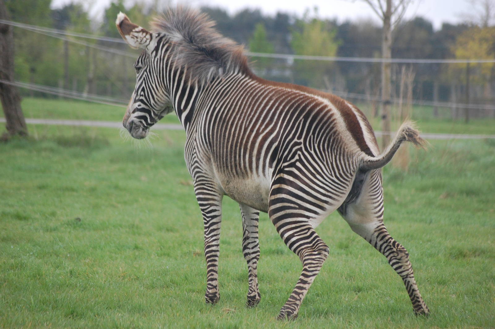 Grévy's Zebra