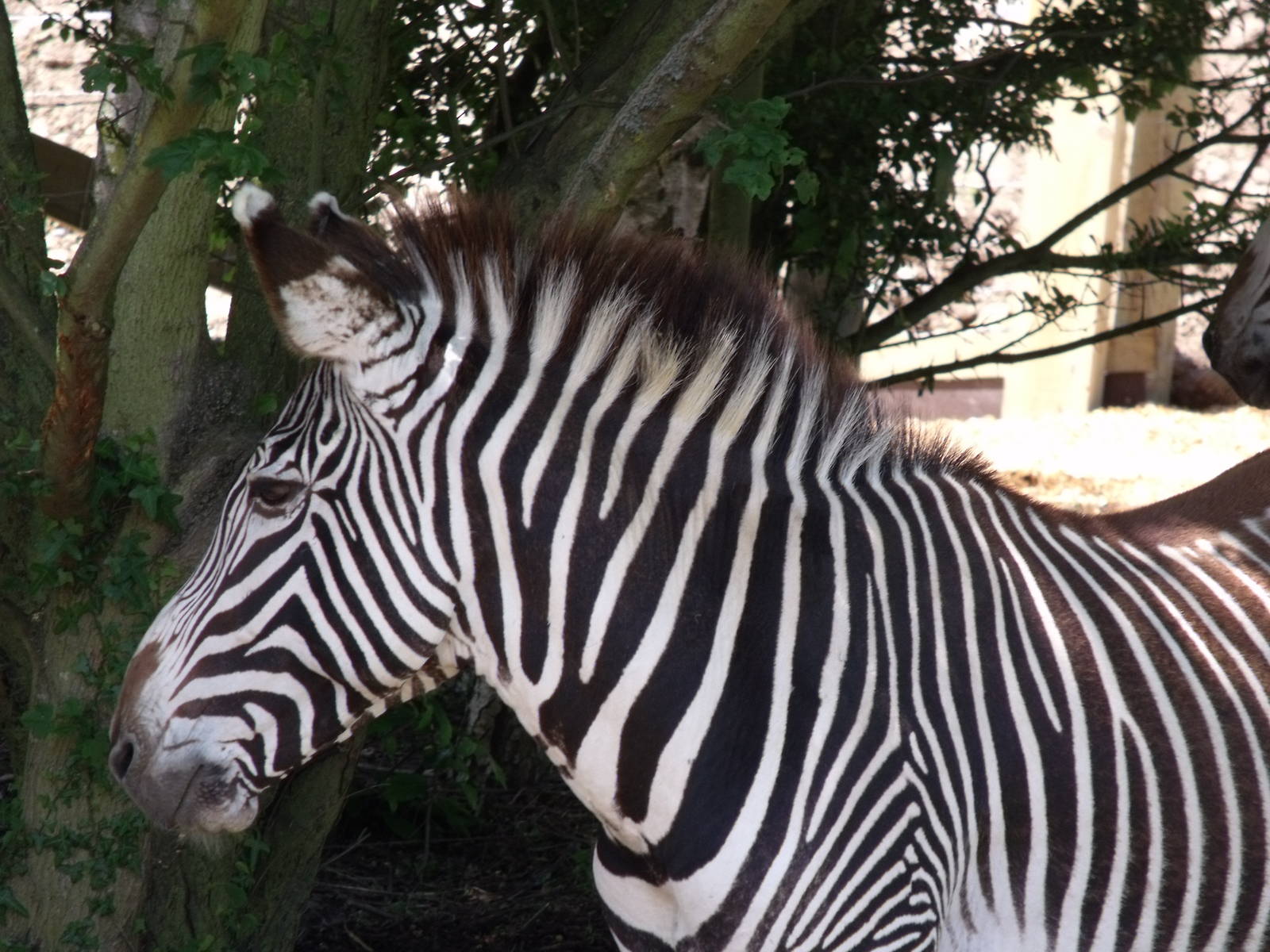Grevy's Zebra
