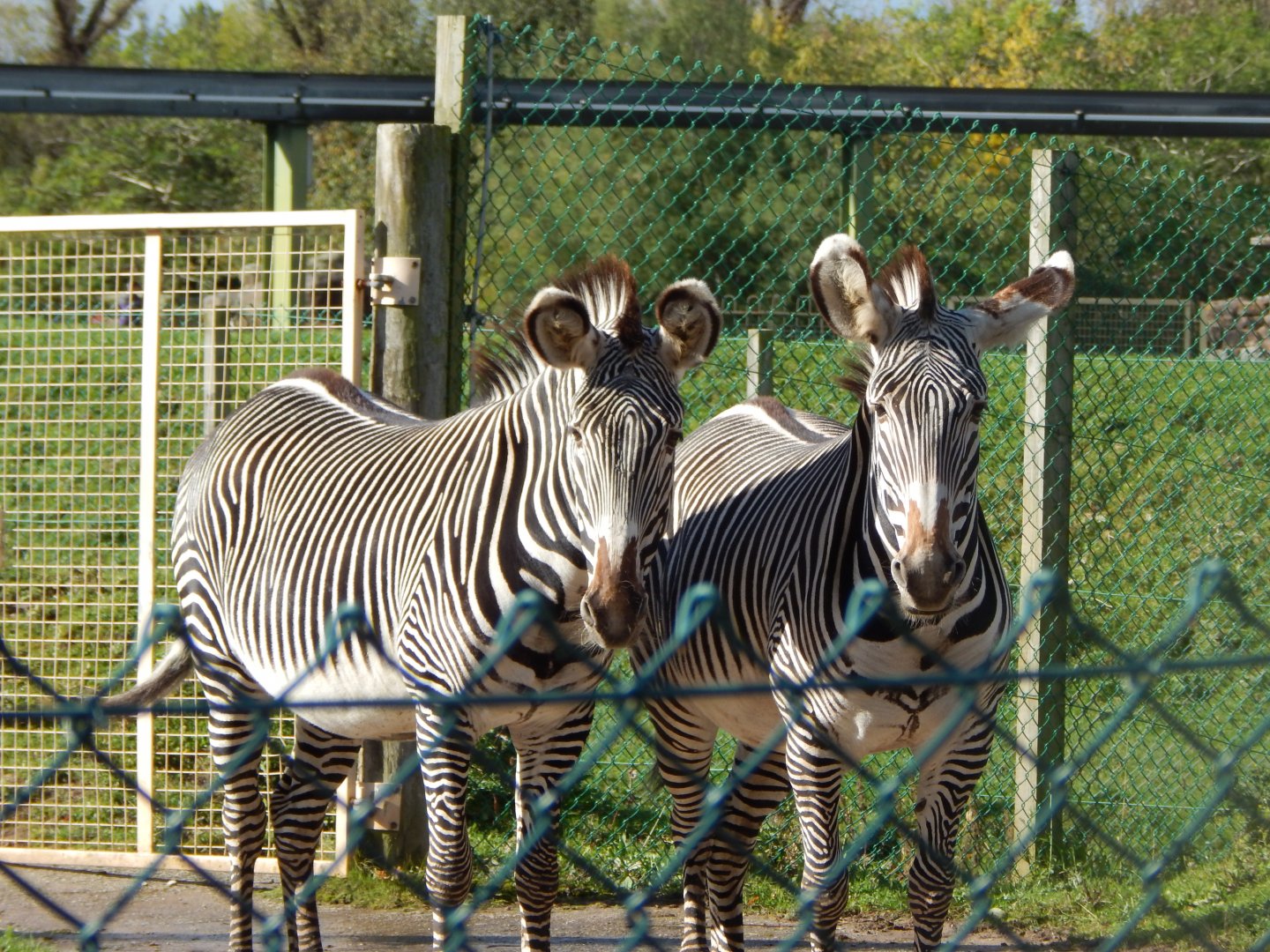 Grevy's zebras 071020