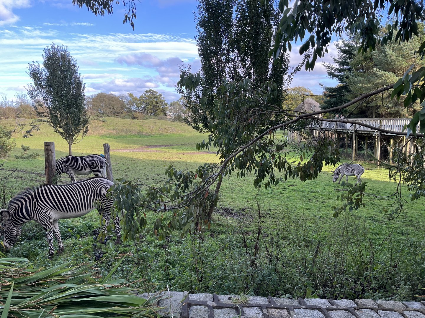 Grevy’s zebras 17.10.24