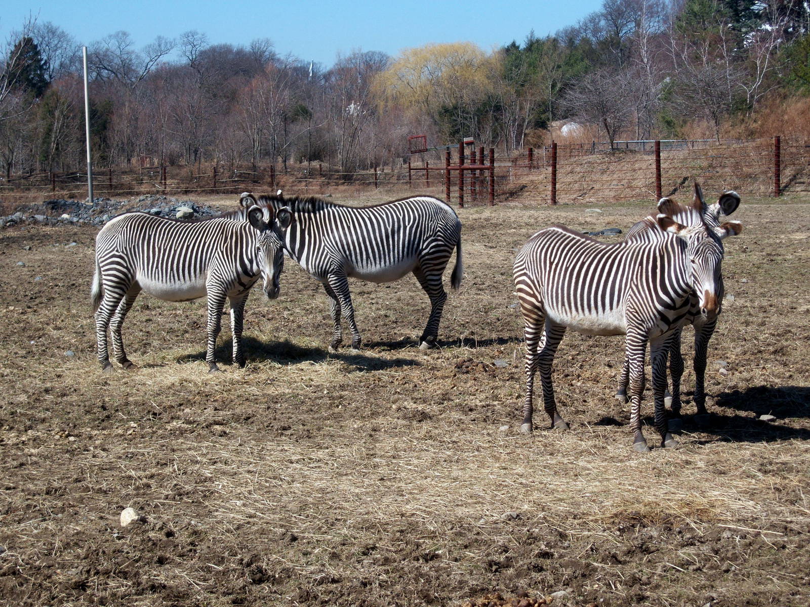 Grevy's Zebras - 2009