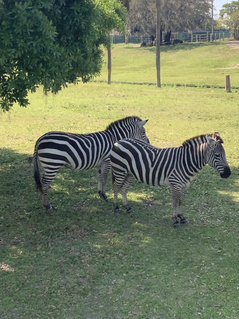 Grevy’s Zebras 3/21/24