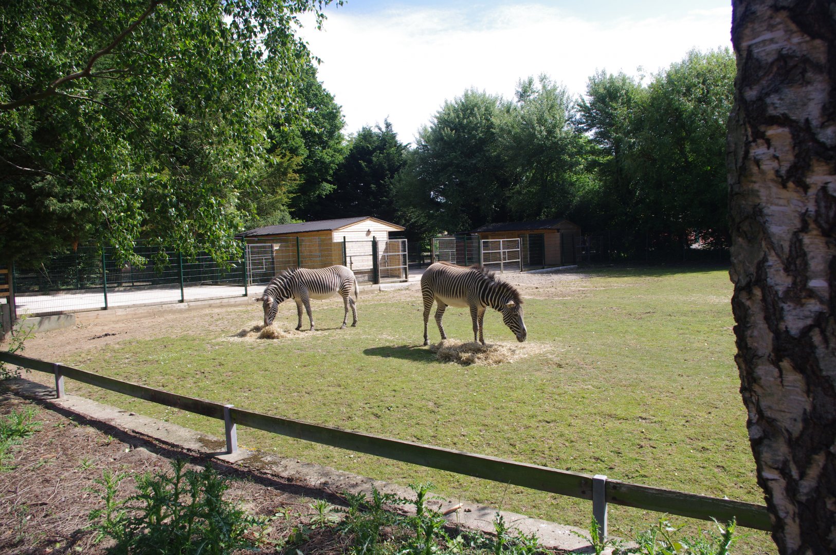 Grevy's Zebras- 3/6/2022