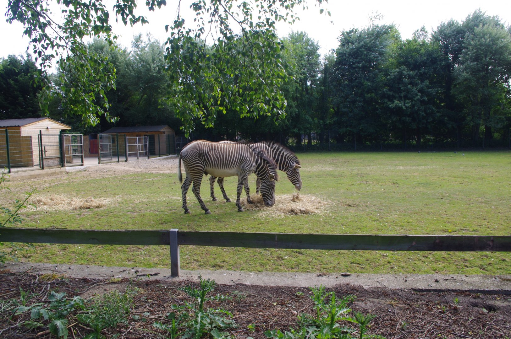 Grevy's Zebras- 3/6/2022