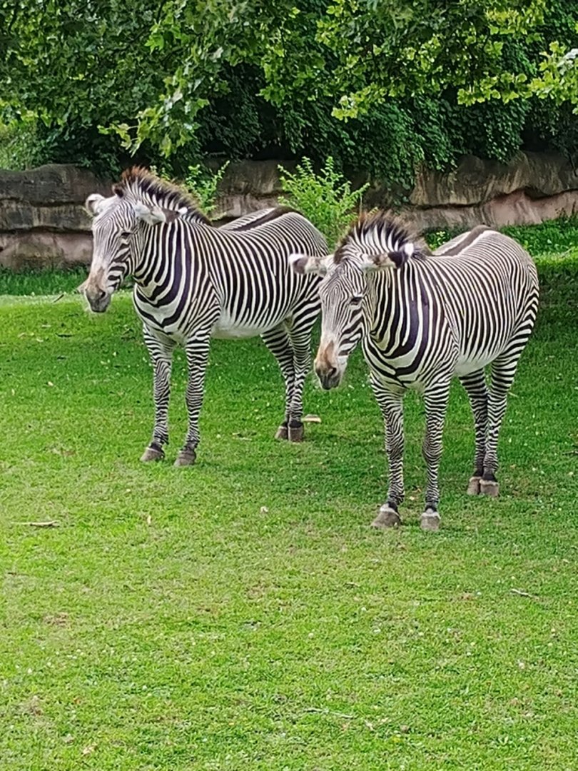 Grevy's Zebras (7/6/24)