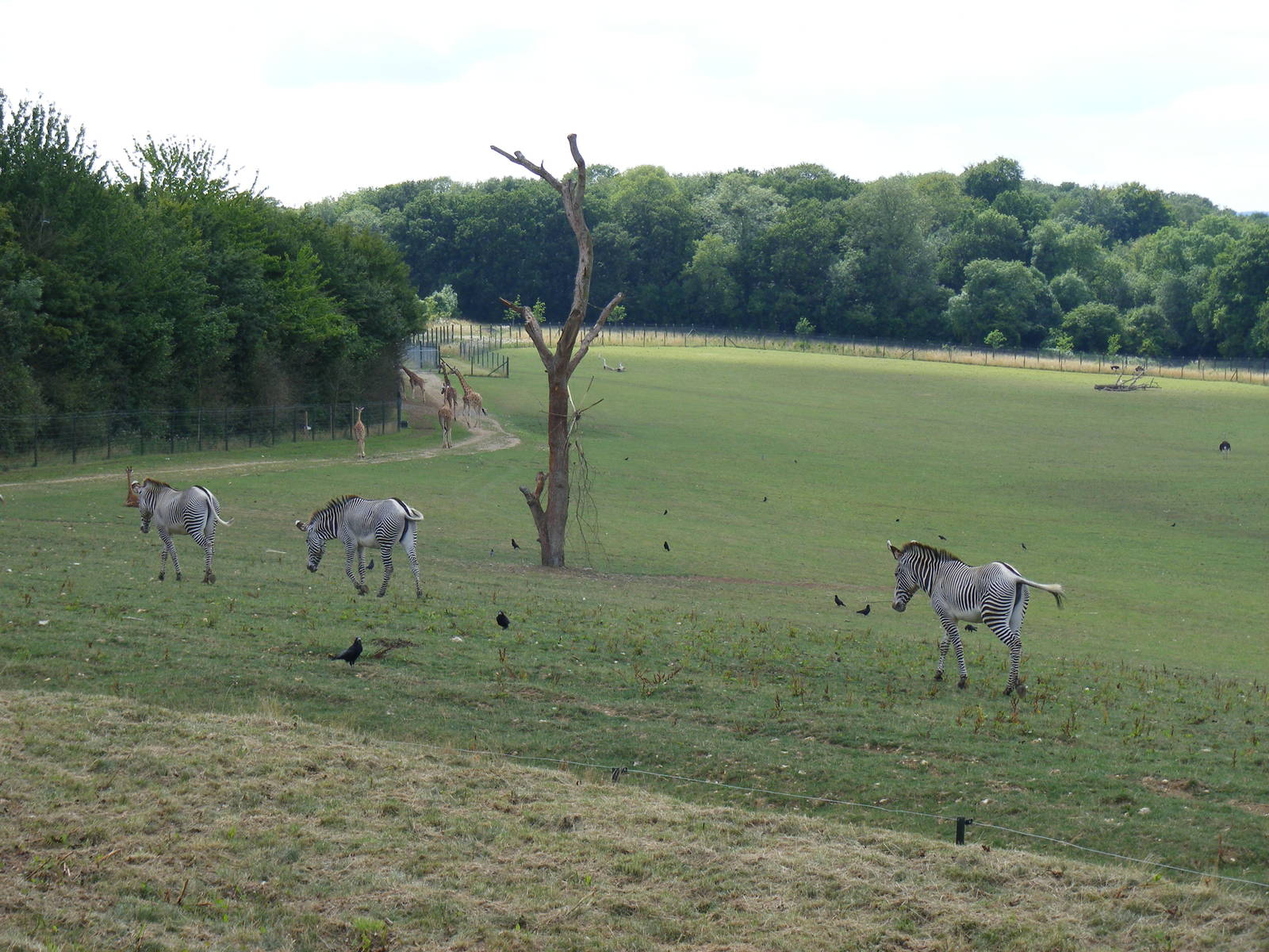 Grevy's zebras and giraffes at Marwell Wildlife, 8 August 2010