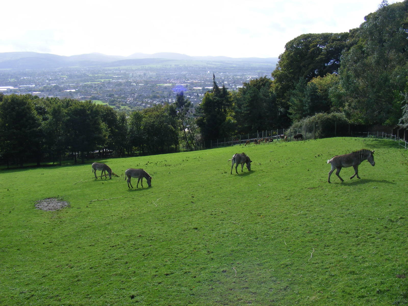 Grevy's zebras and nyalas at Edinburgh Zoo, 2 October 2010