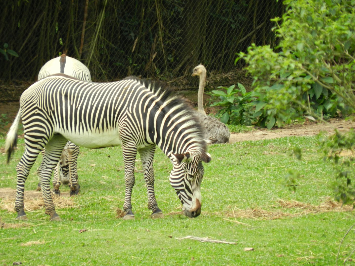 Grévy's zebras and ostrich - Zoo São Paulo
