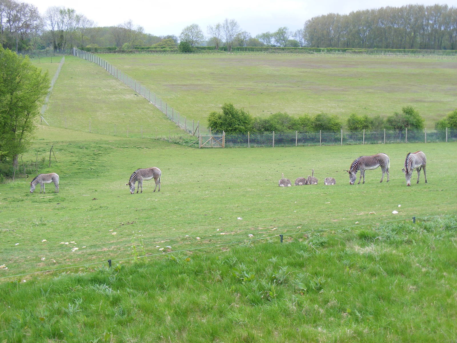 Grevy's zebras and ostriches at Marwell Wildlife, 9 May 2010