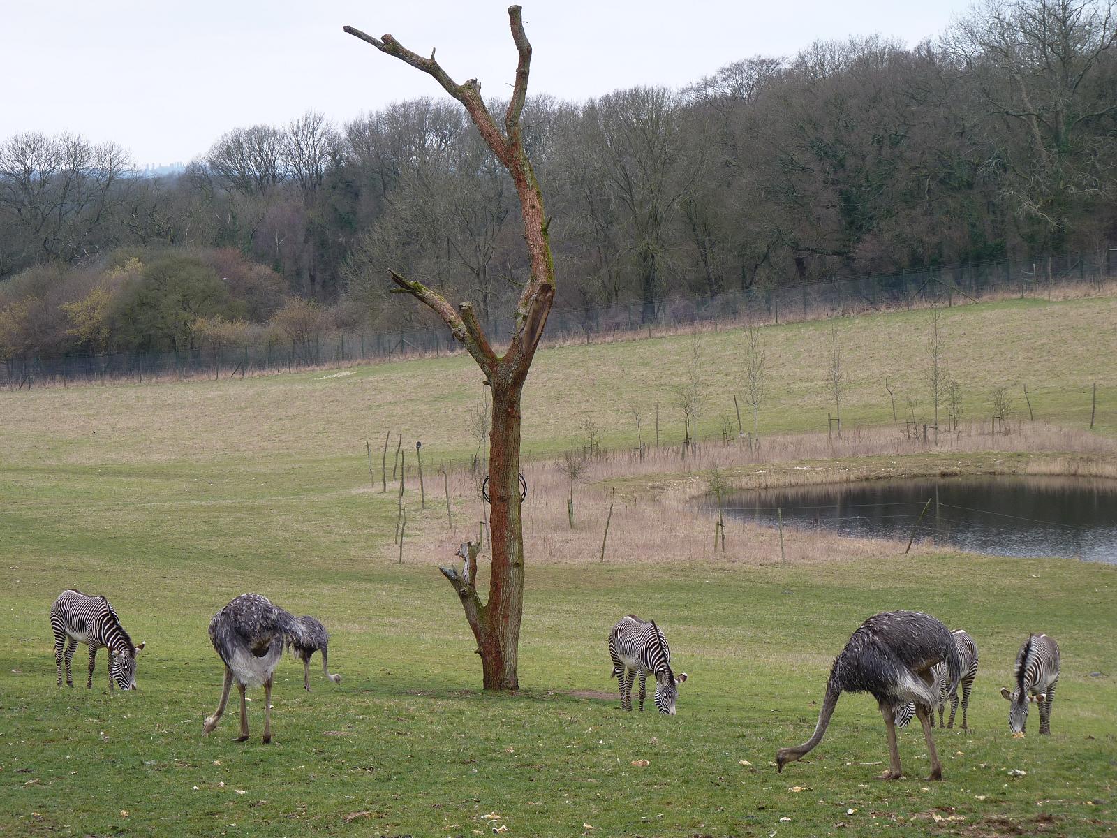 Grevys Zebras and Ostriches