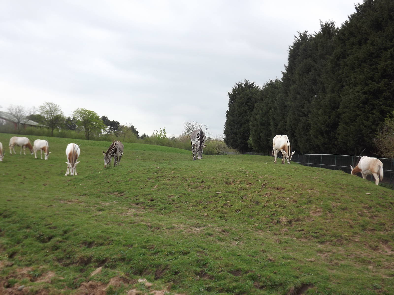 Grevy's Zebras and Scimitar Horned Oryx at Chester Zoo 31/03/12