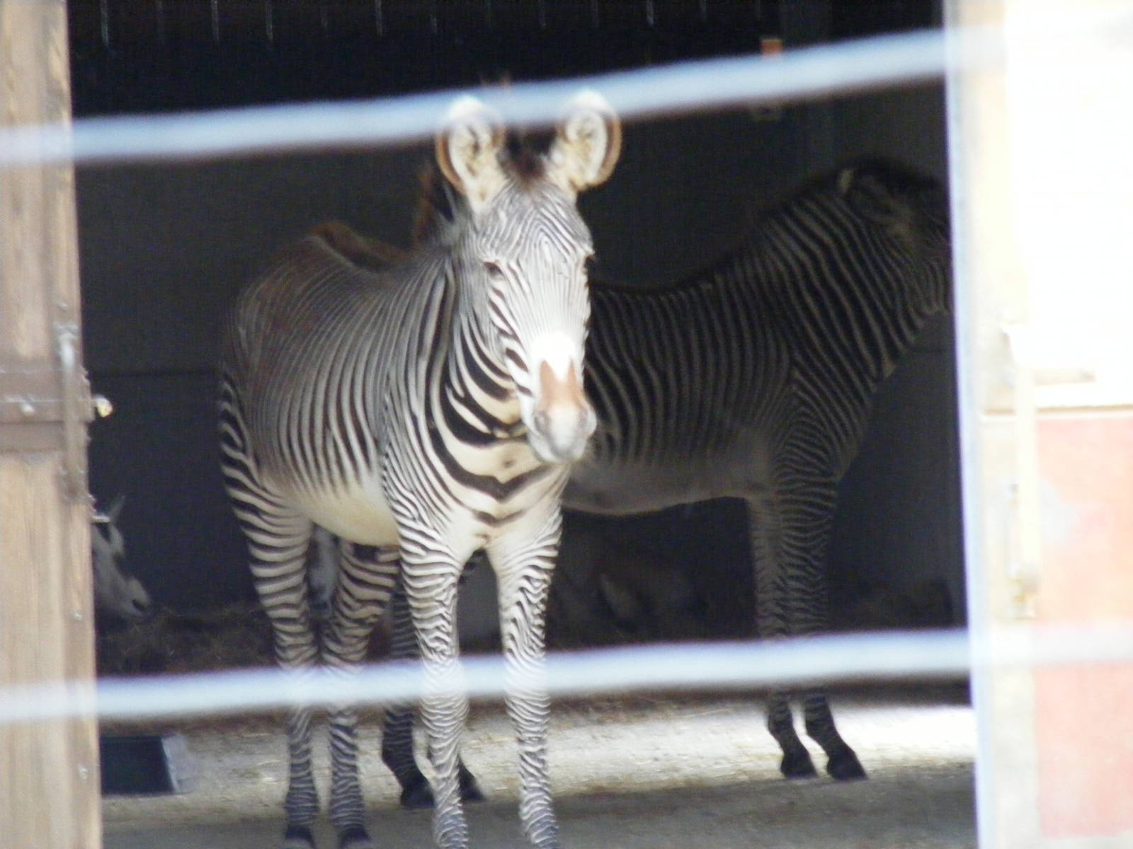 Grevy's zebras and scimitar-horned oryxes indoors at Chessington Zoo, 25 Ju