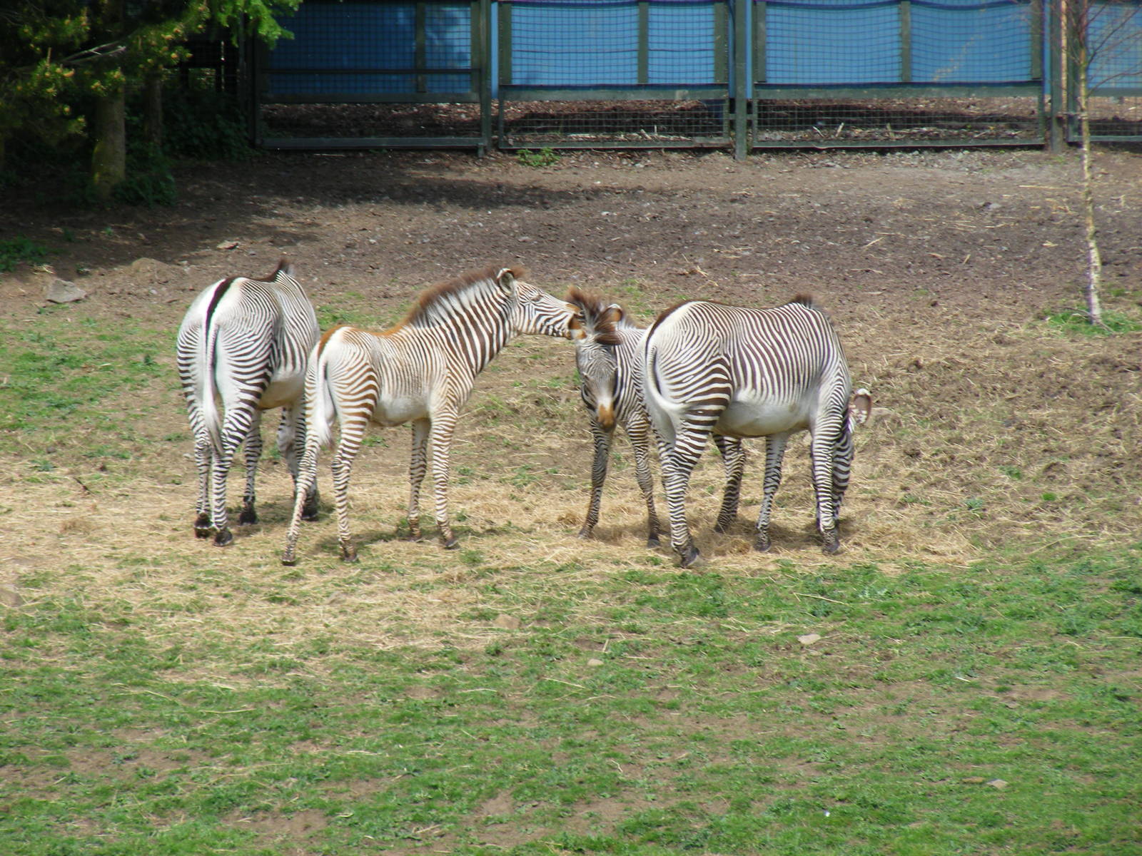 Grevy's zebras at Edinburgh Zoo, 21 May 2010