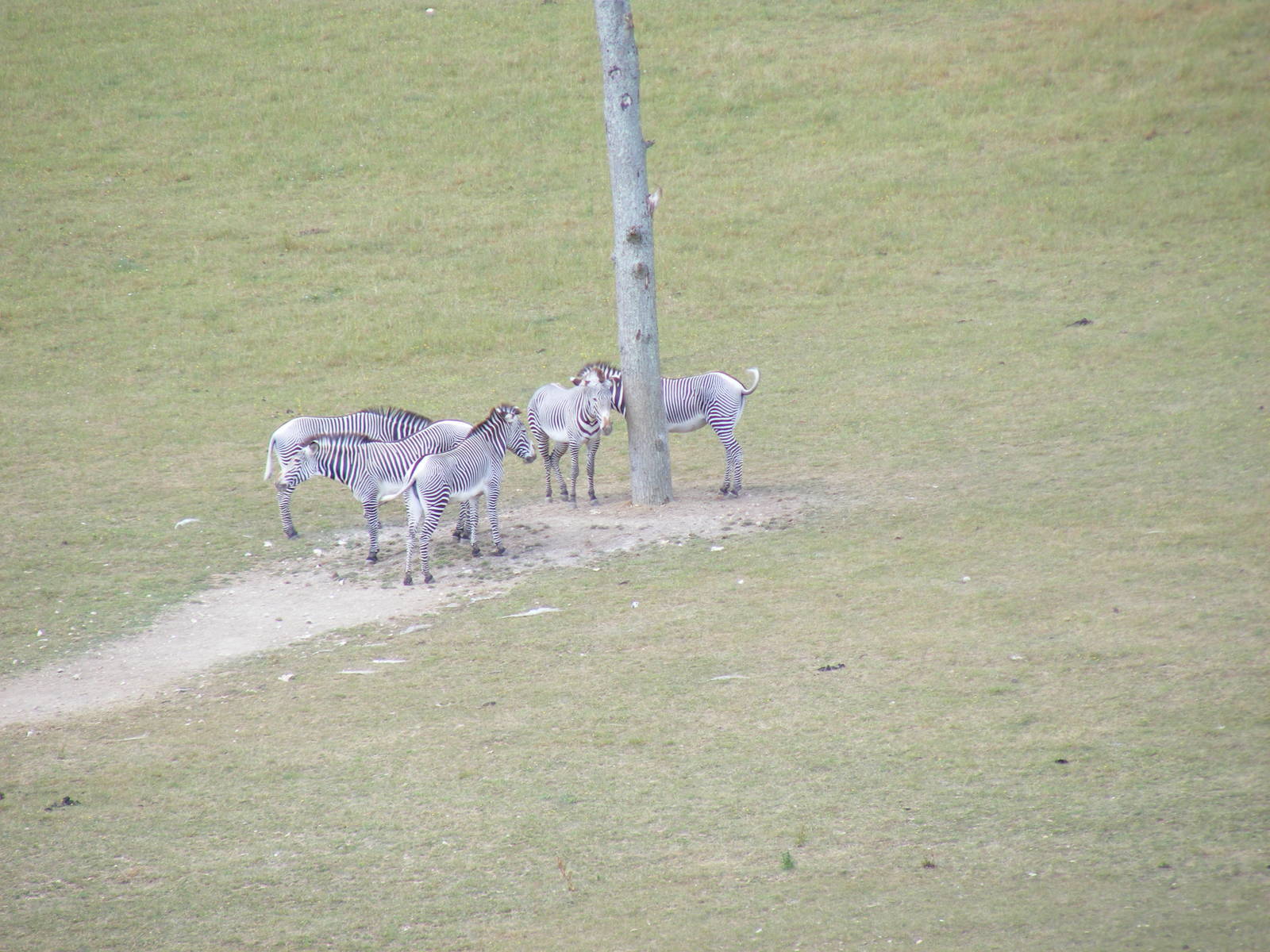 Grevy's zebras at Marwell Wildlife, 11 July 2010