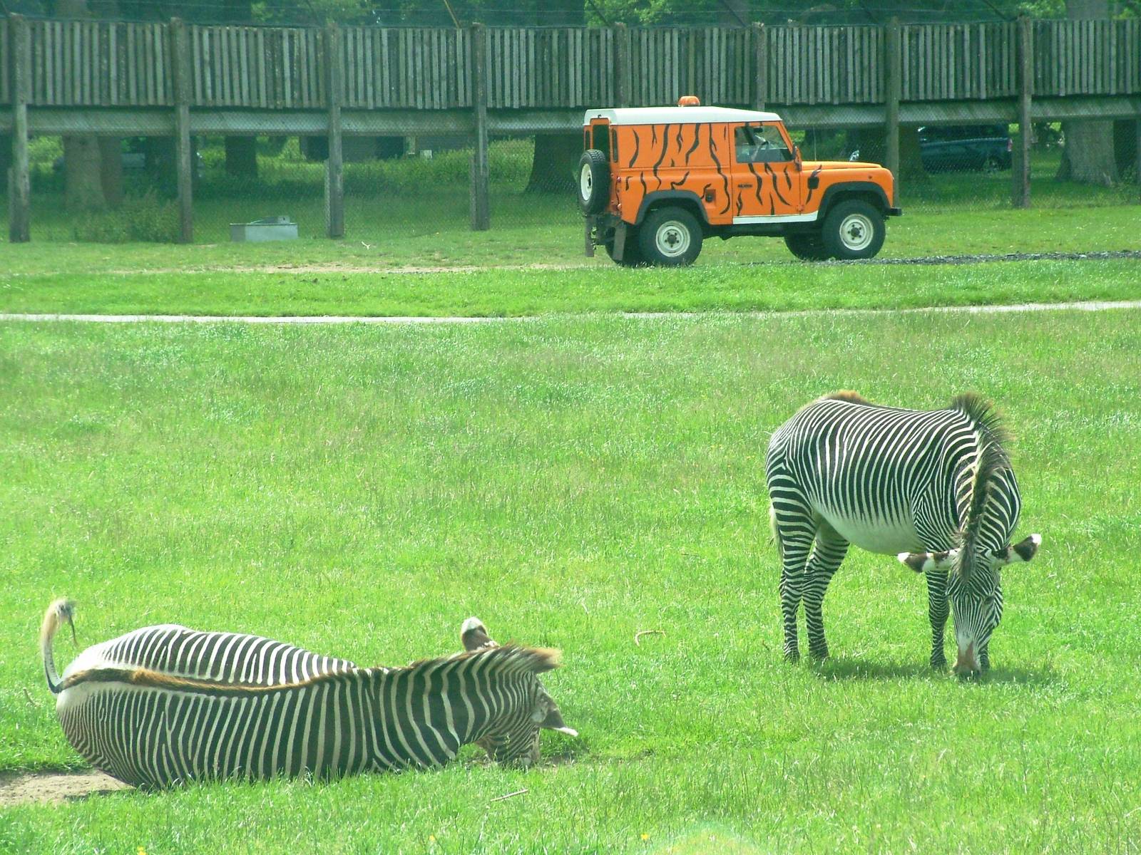 Grevy's Zebras at Woburn, 20/06/10