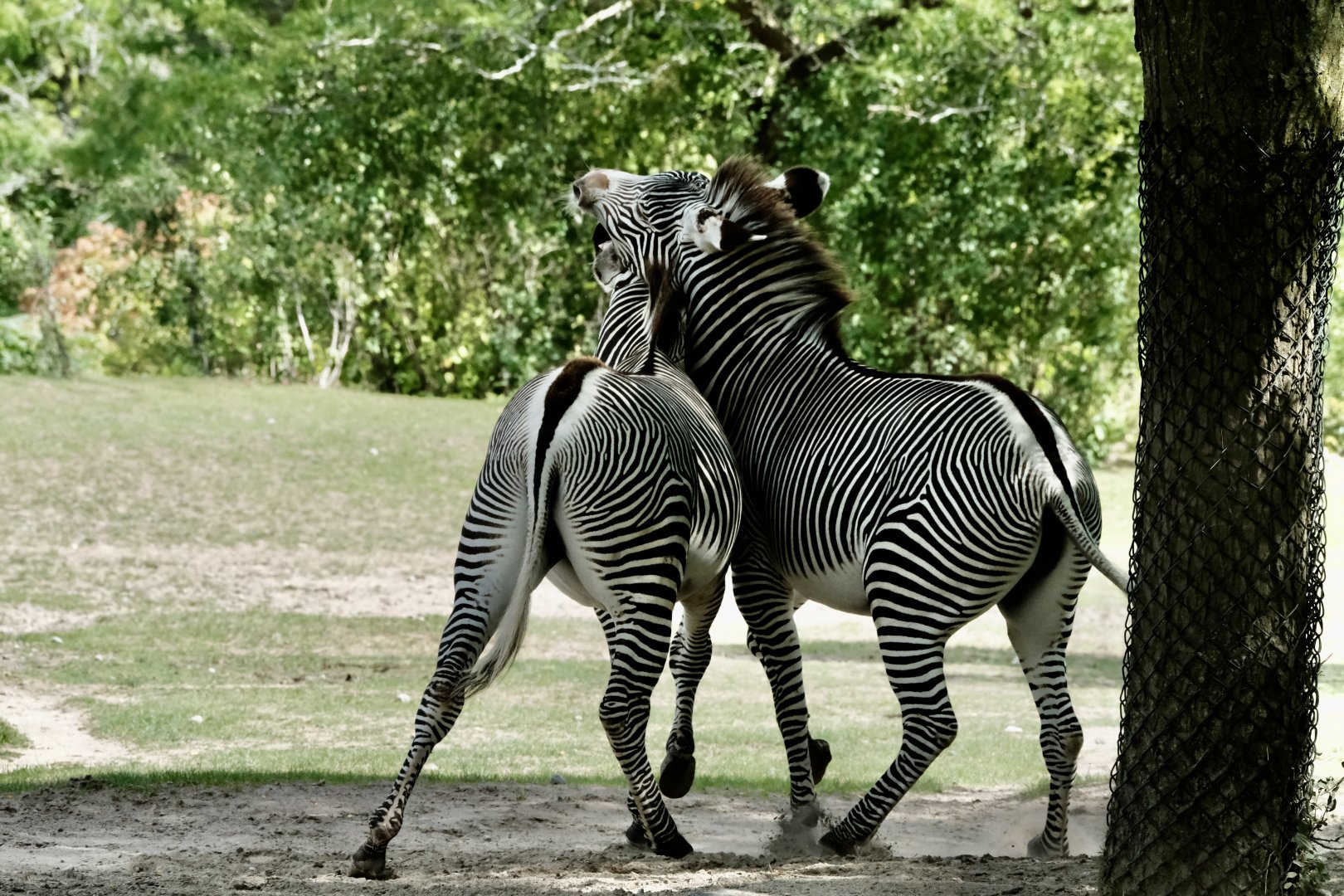 Grevy’s zebras - August 29, 2025