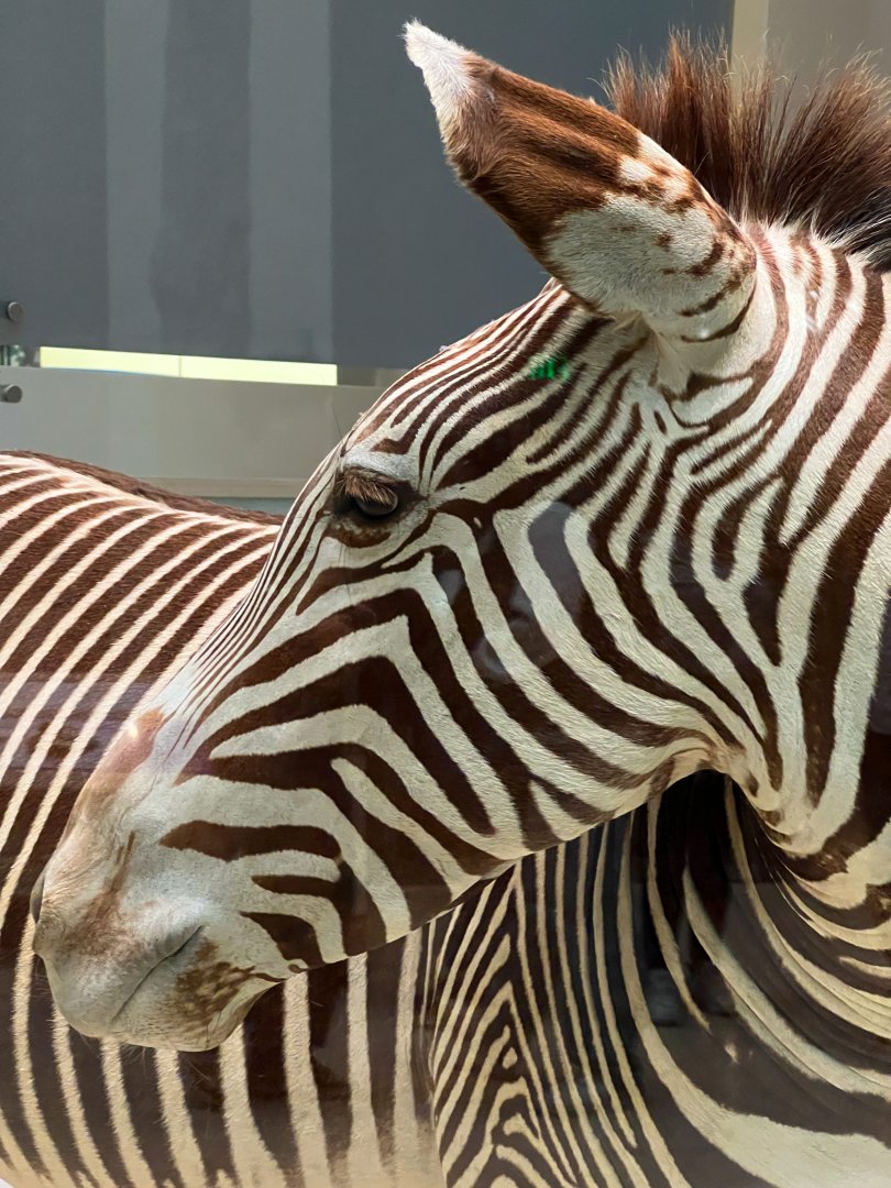 Grevy's Zebras Closeup