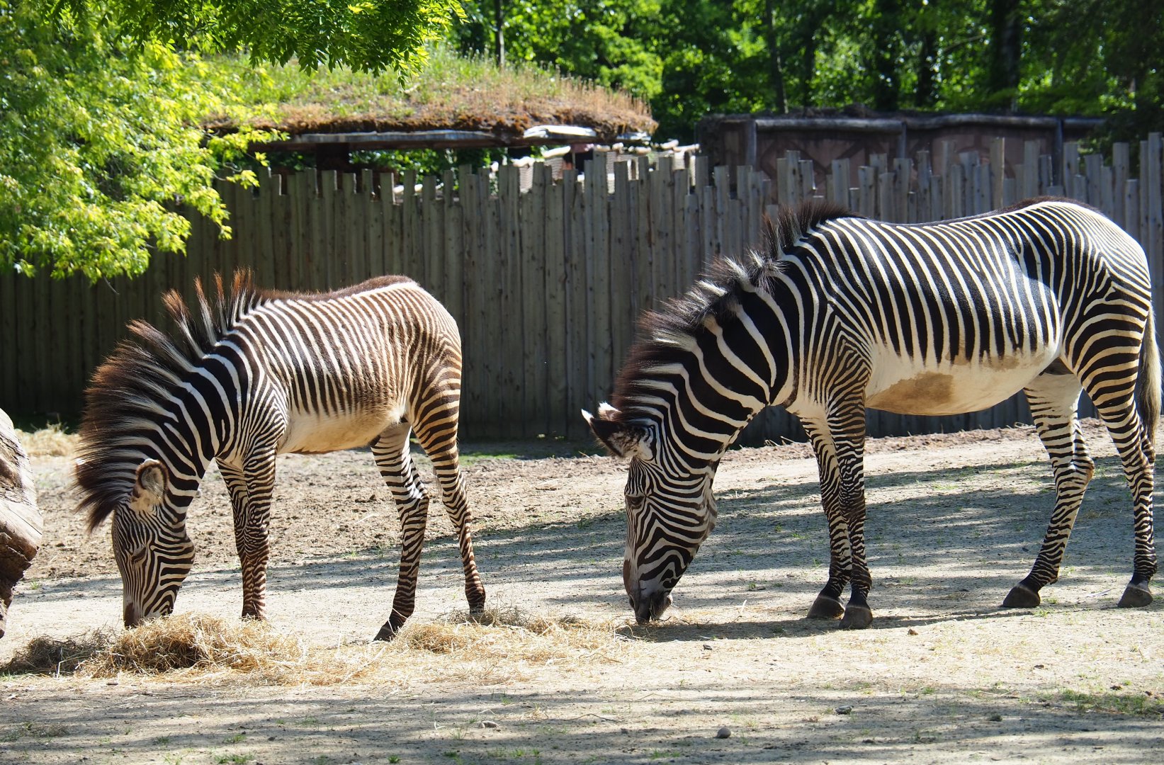 Grévy's zebras (Equus grevyi), 2019-05-31