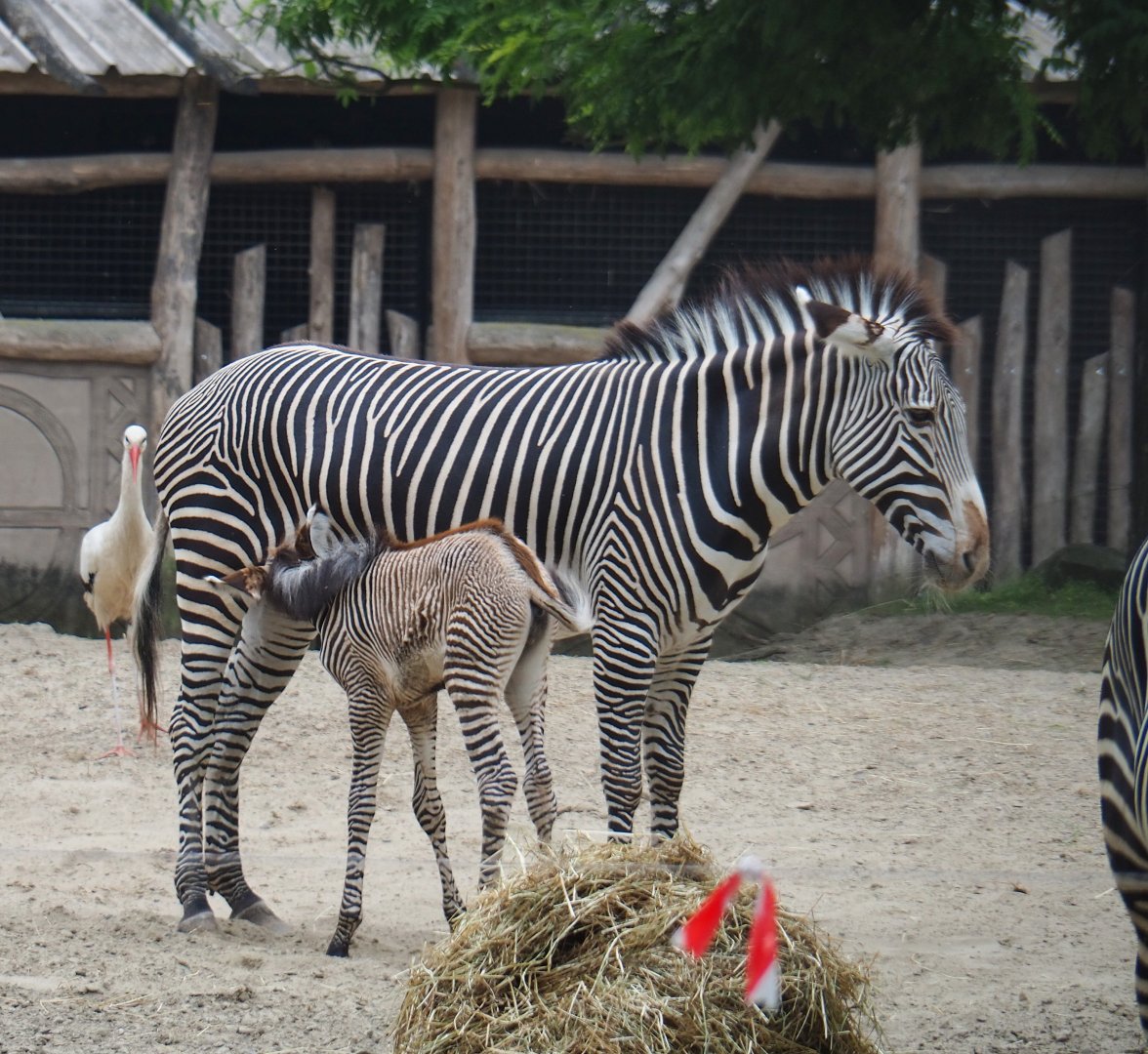 Grévy's zebras (Equus grevyi), 2019-06-26