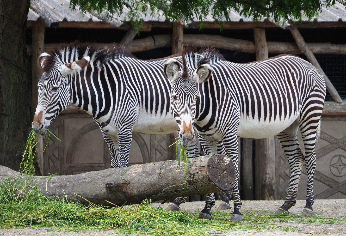 Grévy's zebras (Equus grevyi), 2020-05-23