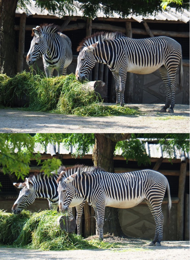 Grévy's zebras (Equus grevyi), 2020-06-12