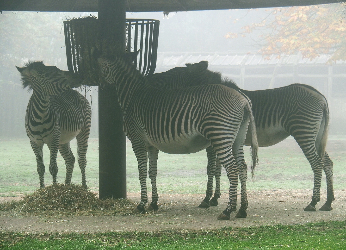 Grevy's zebras (Equus grevyi), 2021-10-10
