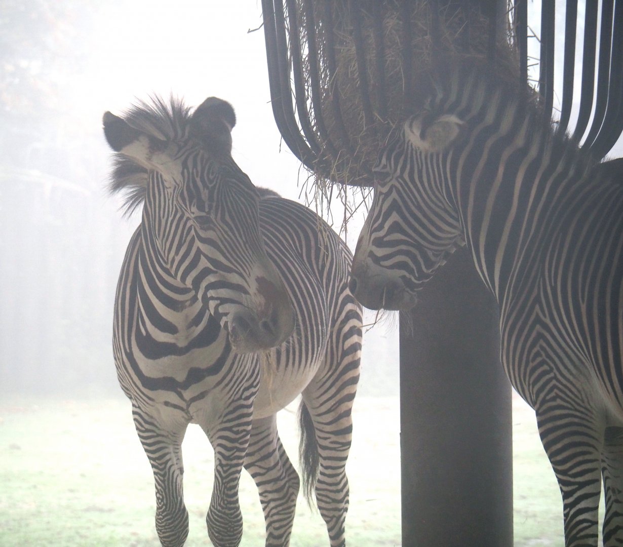 Grevy's zebras (Equus grevyi), 2021-10-10