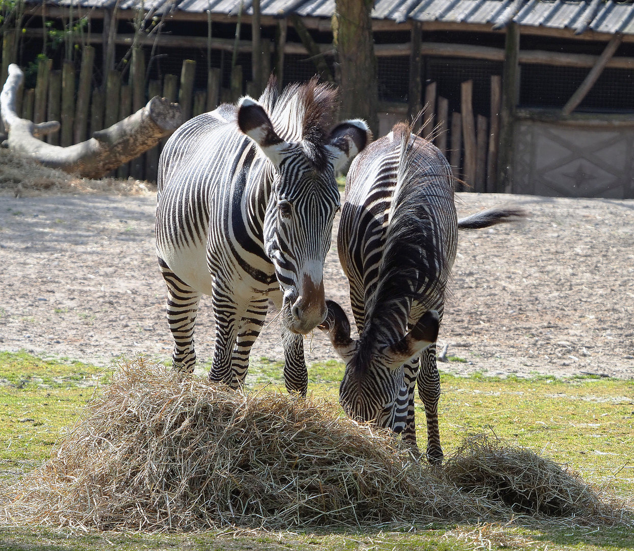 Grevy's zebras (Equus grevyi), 2022-04-12