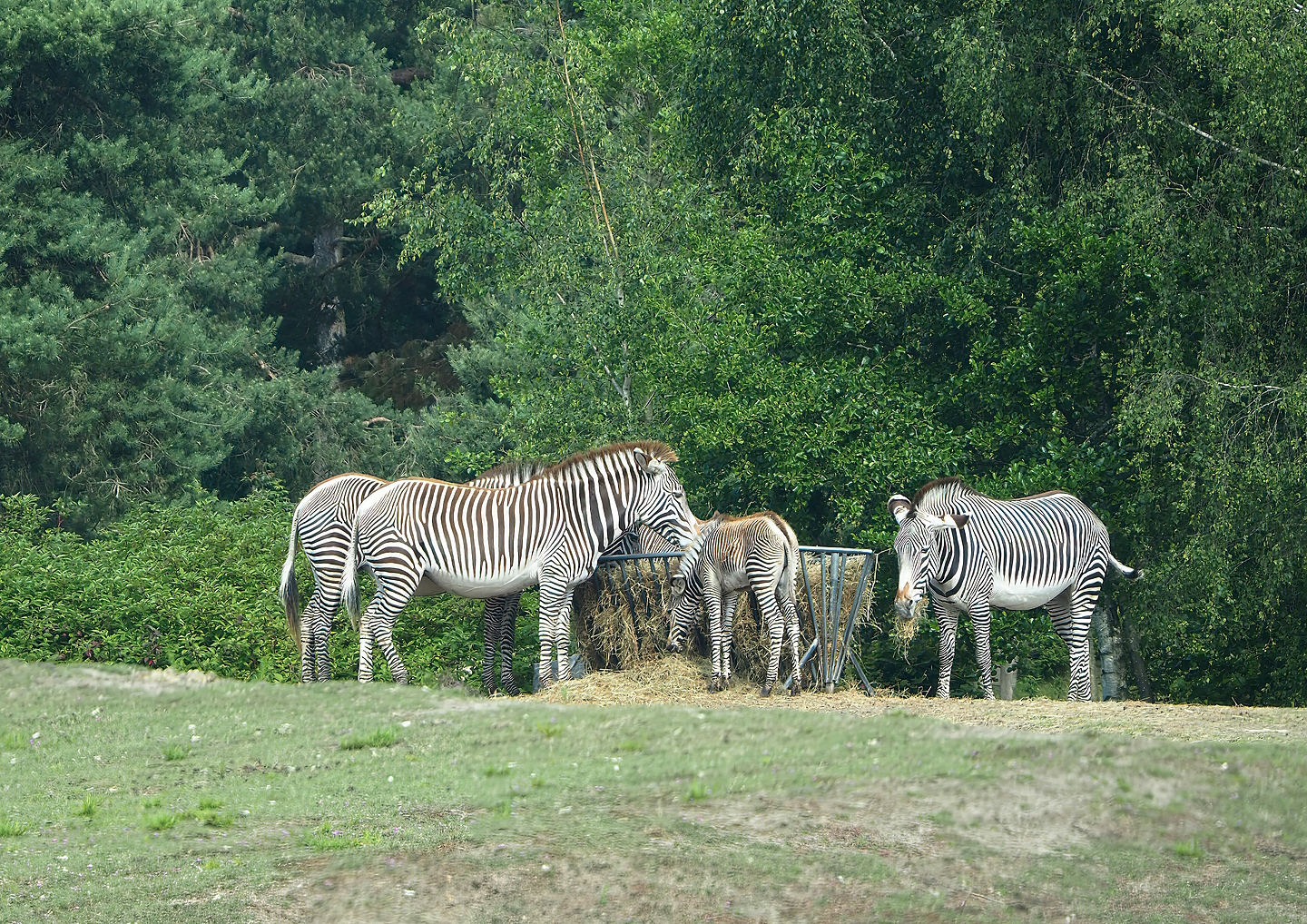 Grevy's zebras (Equus grevyi), 2022-06-12