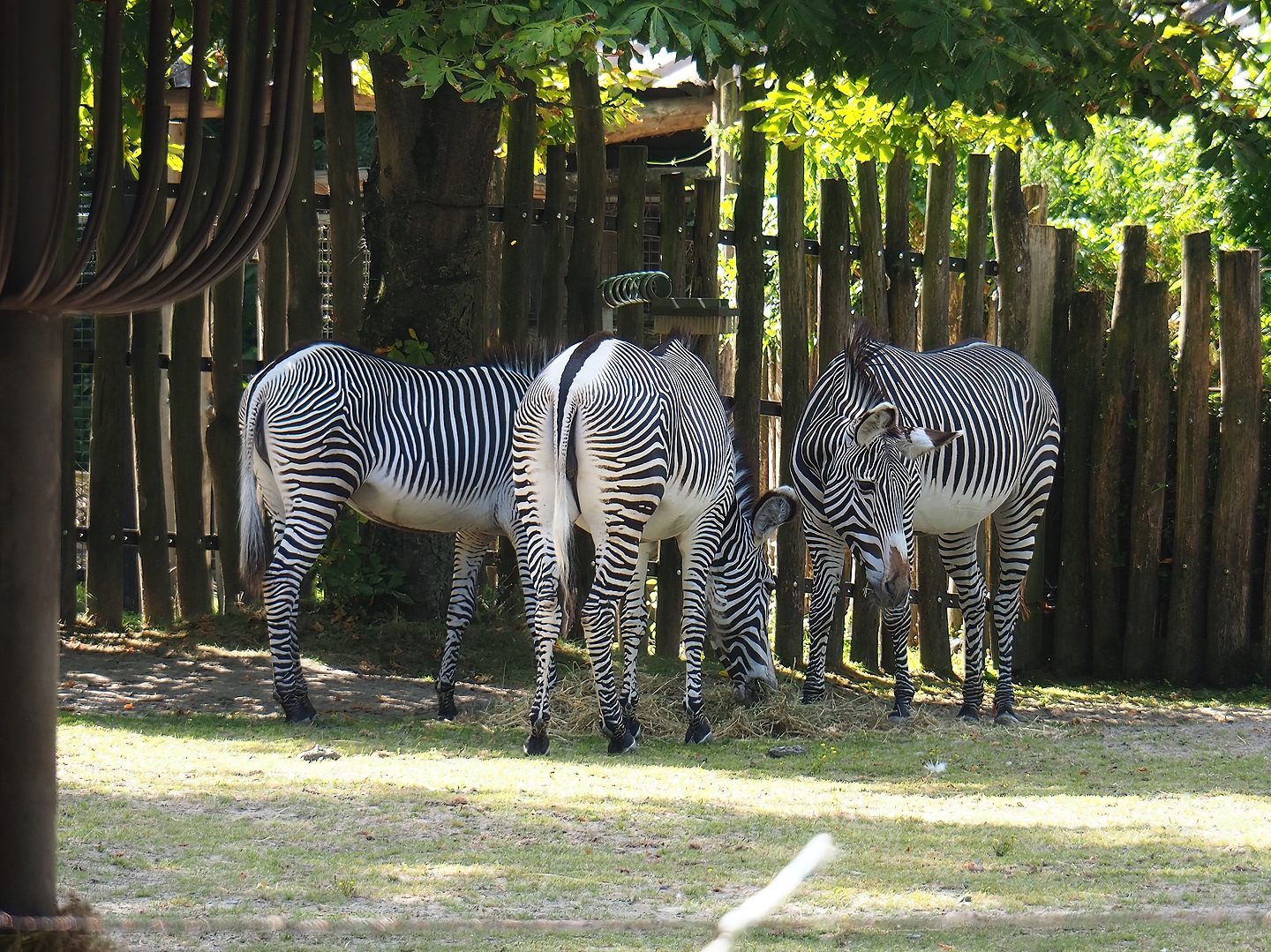 Grévy's zebras (Equus grevyi), 2022-07-16