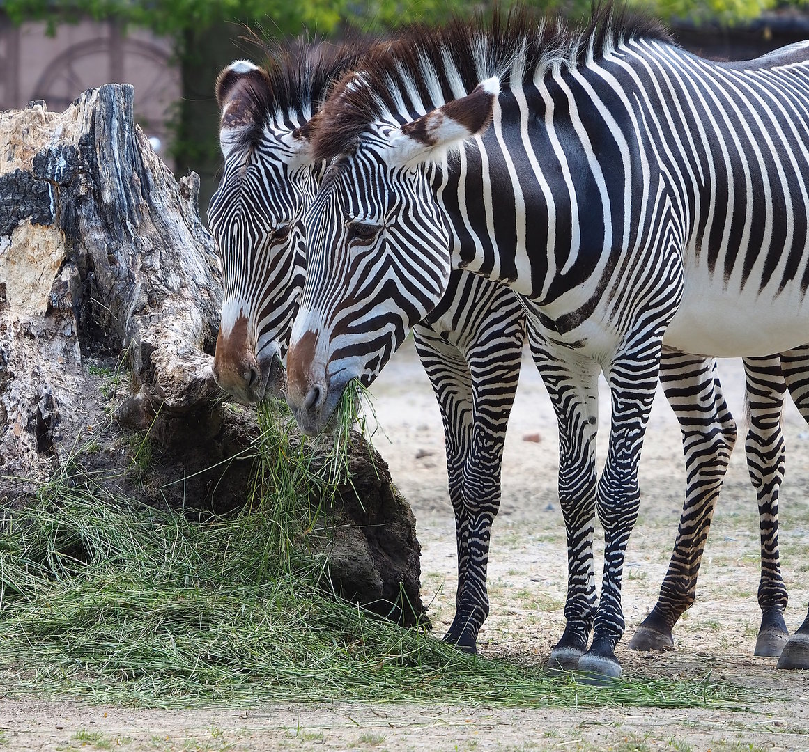 Grévy's zebras (Equus grevyi), 2022-07-16