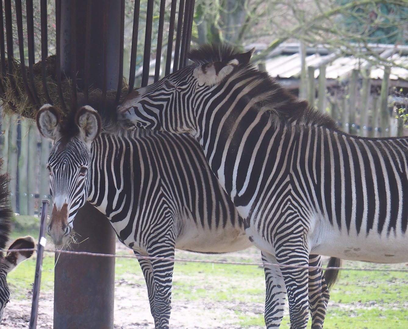 Grévy's zebras (Equus grevyi), 2022-12-27