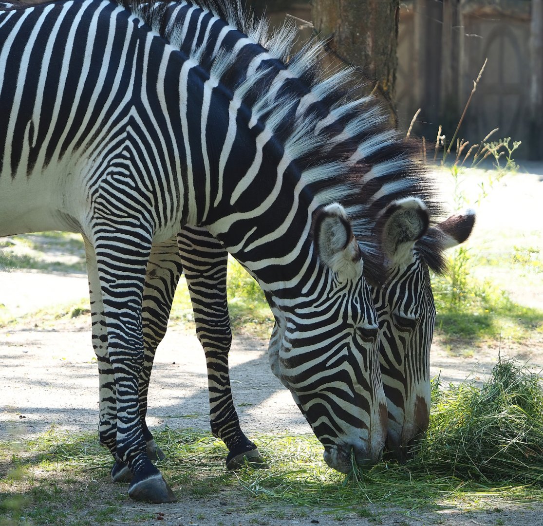 Grévy's zebras (Equus grevyi), 2023-07-08