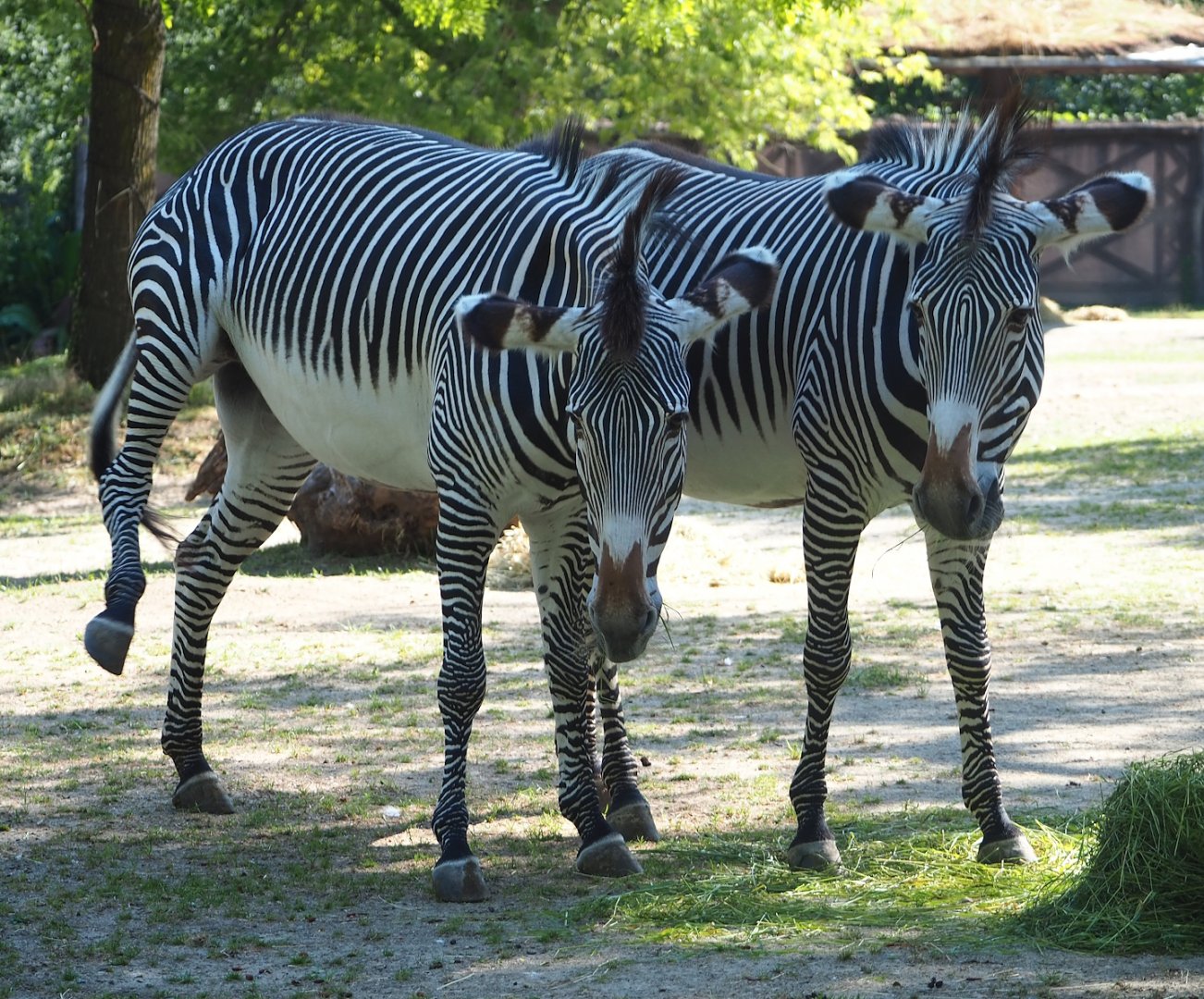 Grévy's zebras (Equus grevyi), 2023-07-08