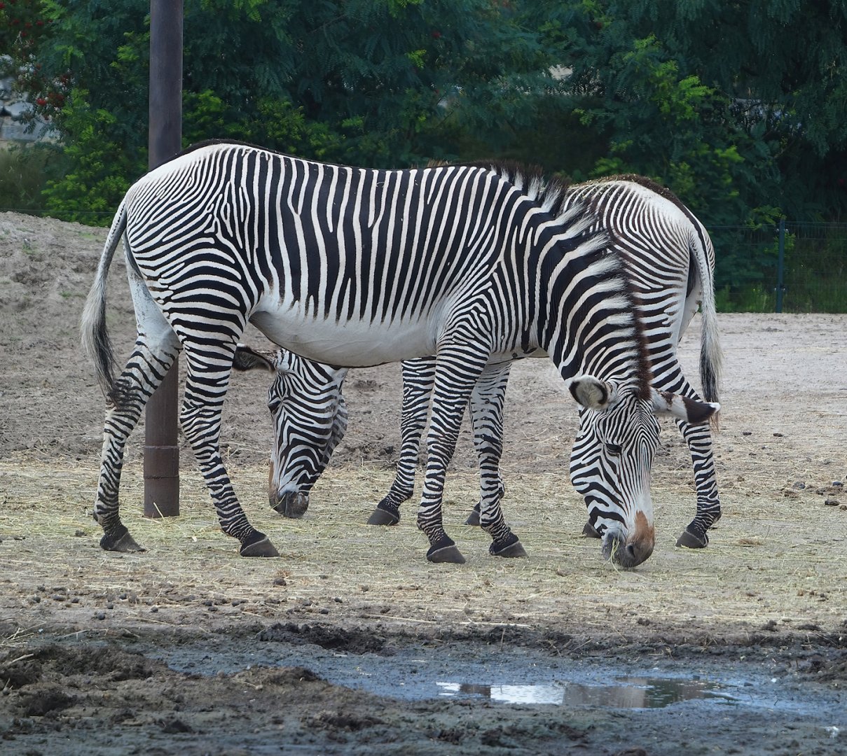 Grévy's zebras (Equus grevyi), 2023-08-15