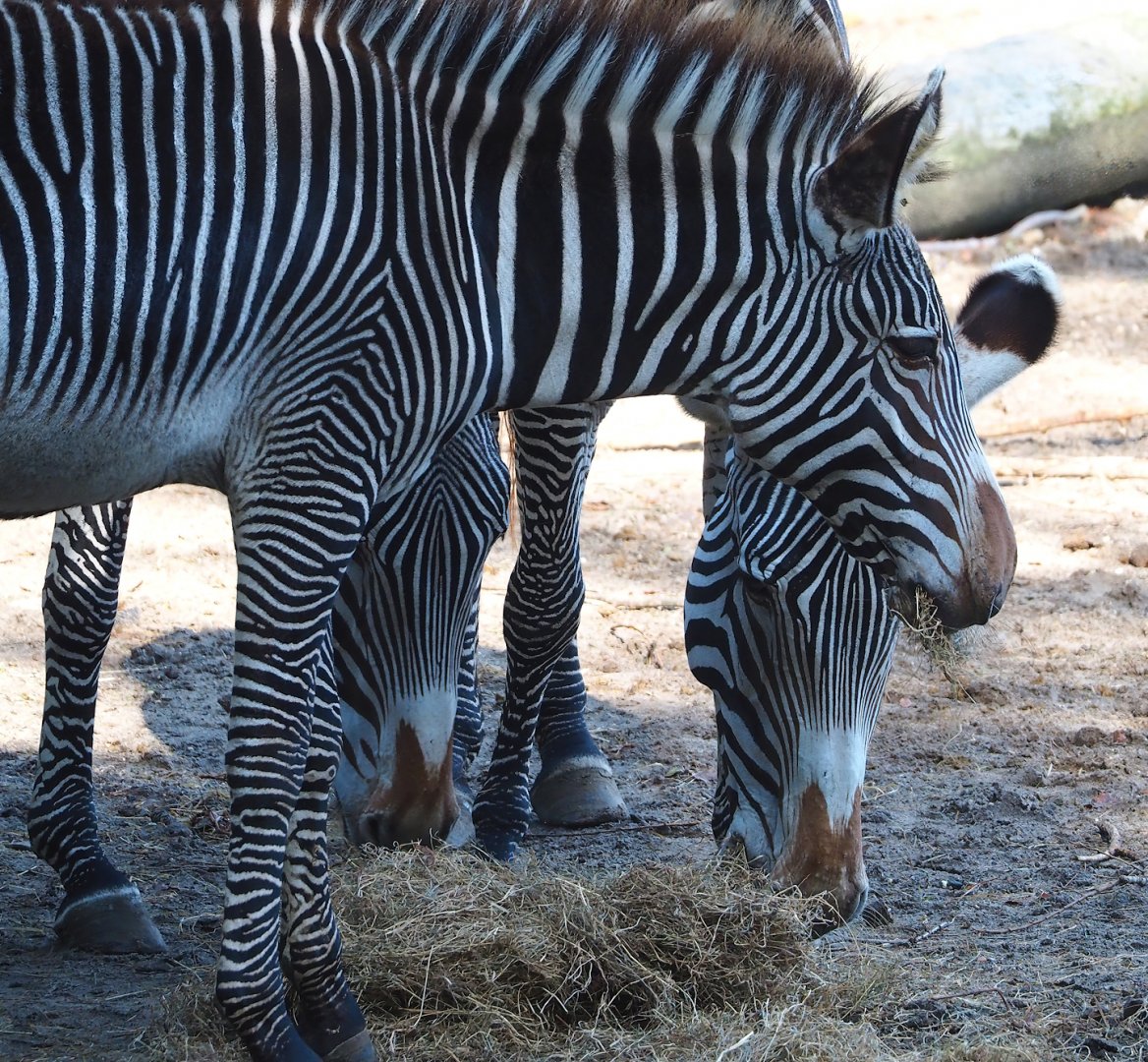 Grévy's zebras (Equus grevyi), 2023-09-24