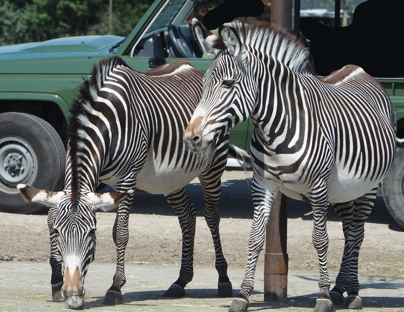 Grévy's zebras (Equus grevyi), 2025-04-30