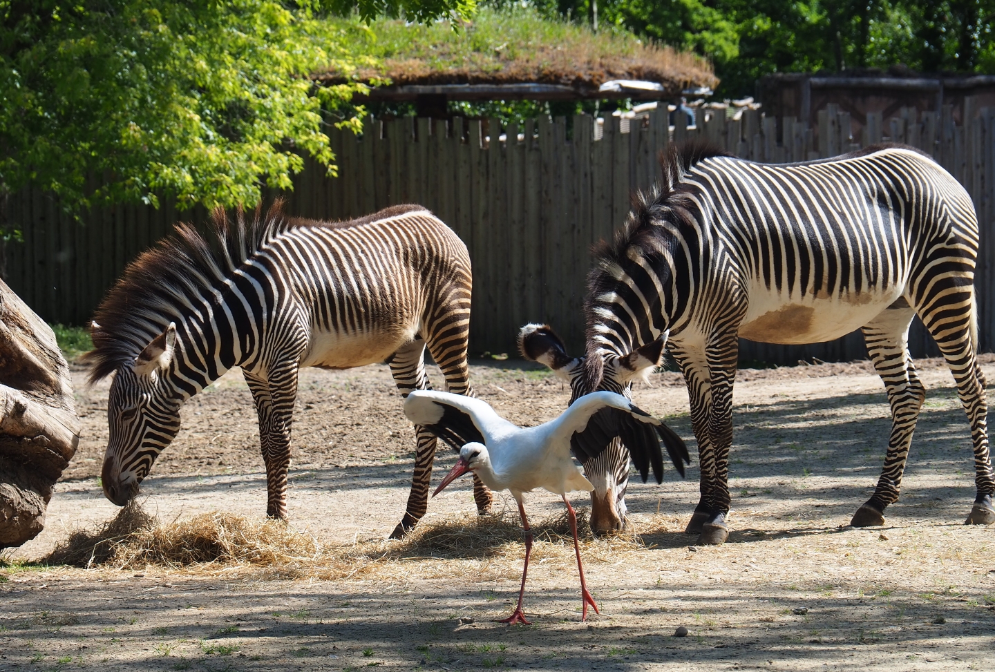 Grévy's zebras (Equus grevyi) and European white stork (Ciconia ciconia), 2019-05-31